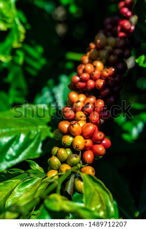 Arabica and Robusta tree in Coffee plantation, Gia Lai, Vietnam.