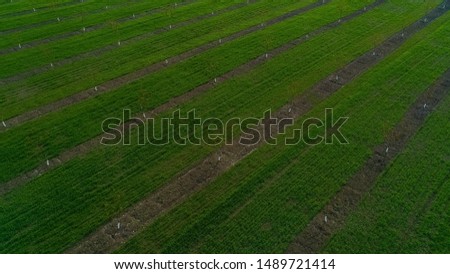 Aerial view of a green field with plowed stripes.