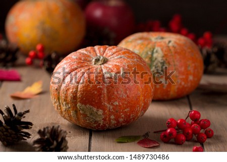 Whole decorative little raw pumpkin on dark wooden background, harvest, atmospheric picture of autumn. Rowan, dry leaves, season