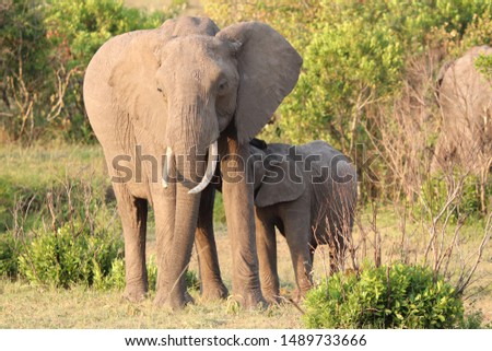 Elephant cub nusring from its mom, Masai Mara National Park, Kenya.