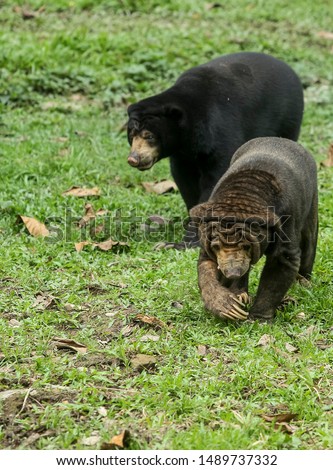 The sun bears natural extinction when its life pattern is threatened by excessive deforestation. (Picture with copy space and selected focusing)