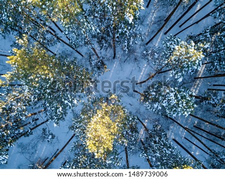 Coniferous forest in winter. Pines. Picture vertically down. Sunset light