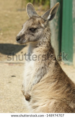 Young Great Grey Kangaroo, Freycinet National Park, Tasmania, Australia