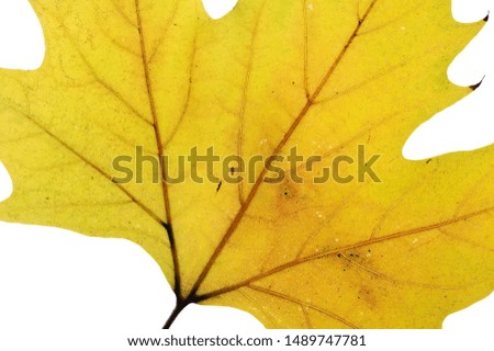 autumn leafs close and remote pictures with leaf veins.