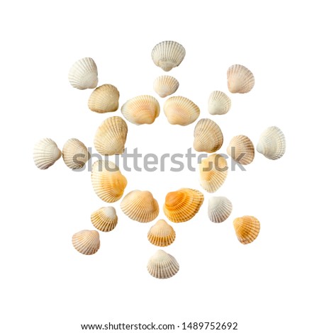 The sun from sea shells isolated on white background