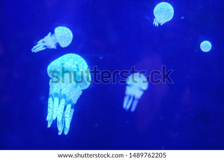 Moving Luminous Jellyfish on Blue Background