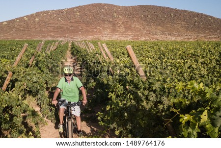Aerial view of happy smiling man senior with gray hair. Bicycling through bunches of grapes. looking at drone. Excursion for healthy lifestyle. One people caucasian.Green vineyard in background.