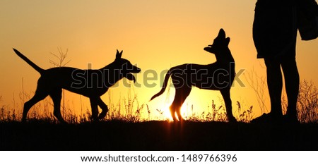 Silhouettes of puppies at sunset, three puppies, Belgian Shepherd Dog Malinois puppies, many dogs, sunset background