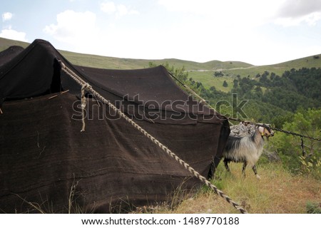 Goats and black tents, nomadic life.