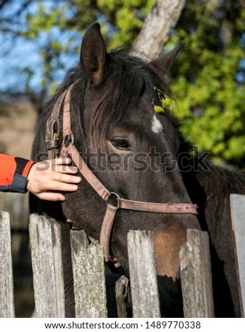 Human hand petting horse on the head