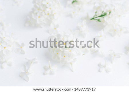 white flowers and inflorescences of bird cherry on a white background