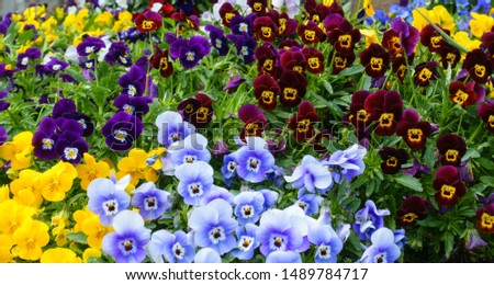 Multicolored of beautiful blooming pansies in the garden