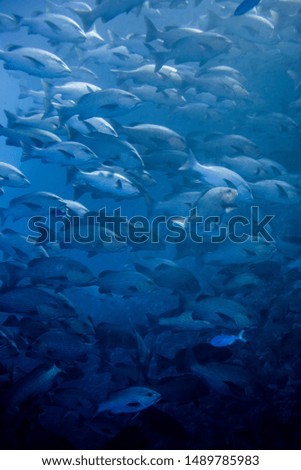 Underwater pictures from Red sea