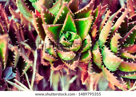succulents as background, green and purple colors, aloe