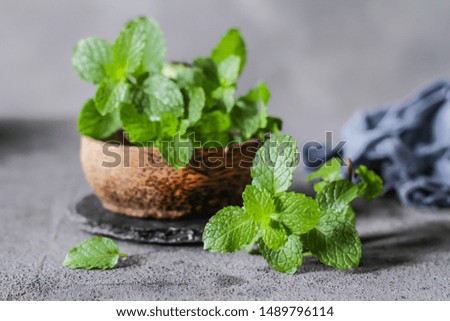 Photo of fresh mint leaves in a bowl. Peppermint plants in a bowl. Ingredients for summer cocktails and lemonade. Herb. Still life photography. Image