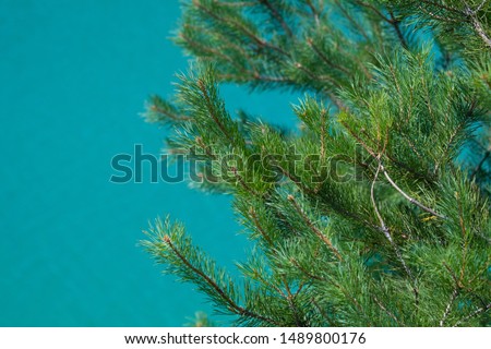 Green young pine branches on a blurry background on a sunny day