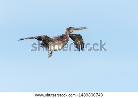 Brown pelican flying over the Gulf of Mexico - Florida