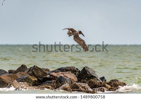 Brown pelican landing on the rocks at a beach in St. Petersburg, FL