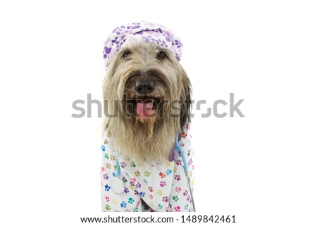 Dog dressed as veterinary wearing stethoscope,  hospital gown and hat. Isolated on white background.