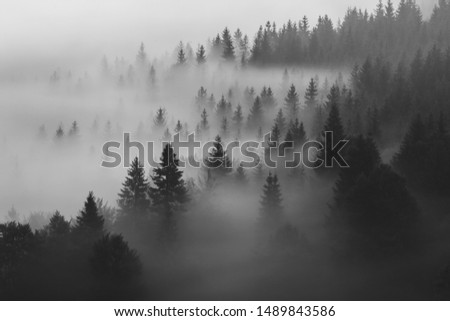 Summer foggy morning at the forest edge Royalty-Free Stock Photo #1489843586