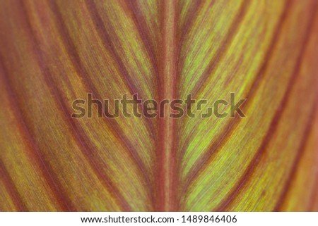abstract green leaf texture, nature background, tropical leaf. soft focus