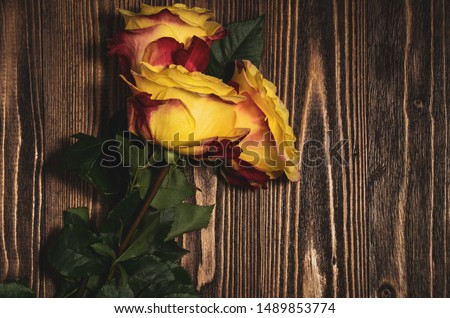three roses on a wooden background, toned image, space for text, top view.