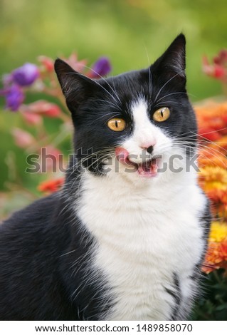 Cute cat, tuxedo pattern black and white bicolor, European Shorthair, licks and smacks her lips with opened mouth after eating, portrait in a flowery garden, Germany  Royalty-Free Stock Photo #1489858070