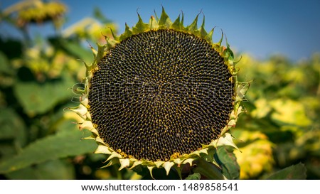 Sunflower natural background. Sunflower blooming. Close-up of sunflower. Sunflowers symbolize adoration, loyalty and longevity.