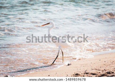 white heron on the sea shore