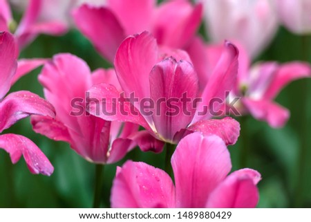 pink tulips on the lawn in spring
