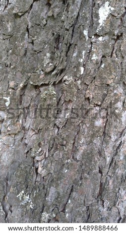 A closeup background picture of grey gray tree bark