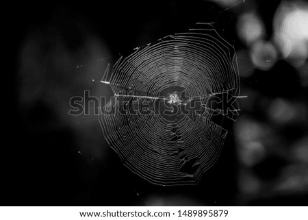 beautiful large round web with many radial lines with a large plump spider sitting right in the center, photographed at night. Dark black spooky background texture spider in the center of a web.