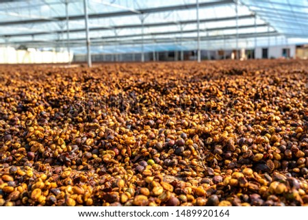Honey coffee drying in farm, Robusta and arabica coffee, Gia Lai, Vietnam