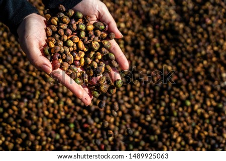 Robusta and arabica coffee berries, drying in farm with farmer hands, Gia Lai, Vietnam
