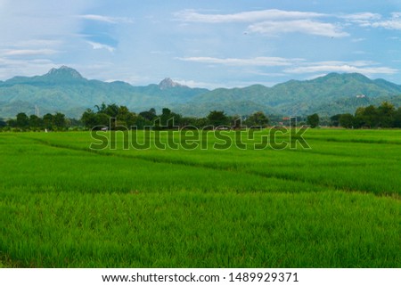 Soft focus blurry picture of natural garden farm land in Phrae province Thailand small village green natural landscape