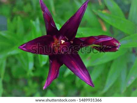 Hemerocallis flower Day lily pink and burgundy colors