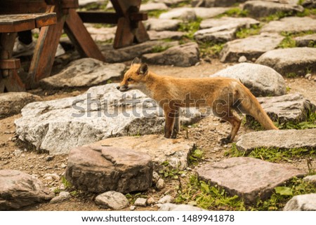 wild fox near tourist path
