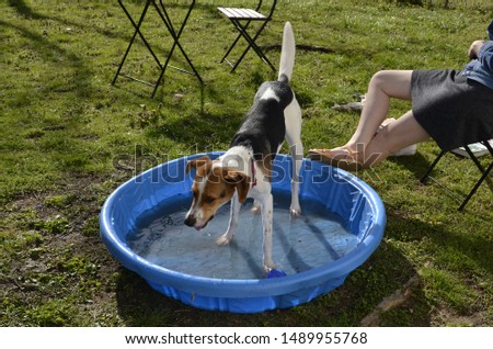 Cute hound dog with white, black and brown hair plays in pool for children kids