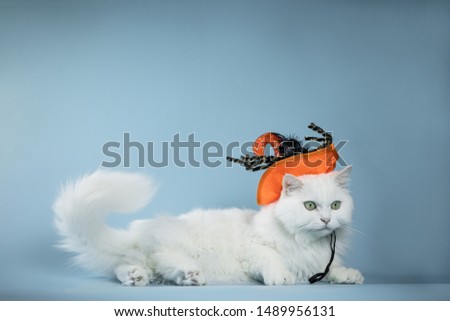 Cute Silver Chinchilla Persian kitten with witch hat blue background