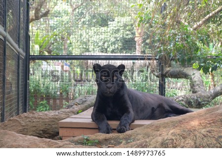 black jaguar sitting on calm