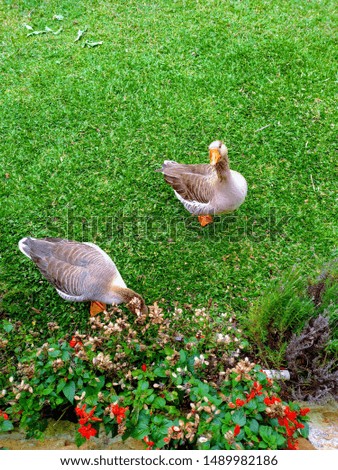 two ducks in the grass with flowers