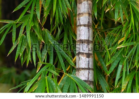 Plants and details of Brazilian tropical vegetation