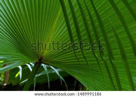 Plants and details of Brazilian tropical vegetation