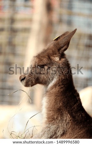 Head of a small kangaroo
