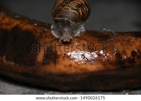 Underexposed photo of Gastropod on a banana, macro photography
