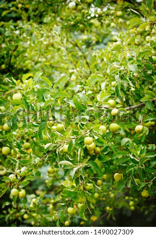 Green apples on a tree. Apple Orchard