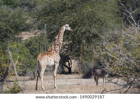 Giraffe in the African bush with a zebra 