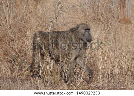 A chacma baboon in its natural habitat in the African bush