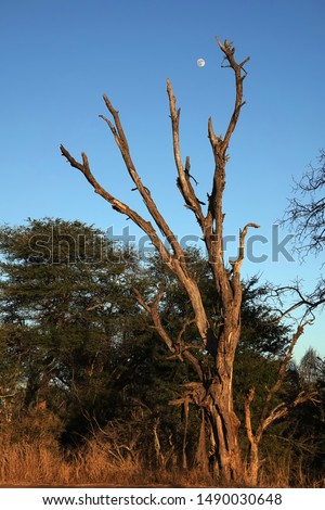 Early morning sunrise Dead tree landscape background image in the African bush with a full moon