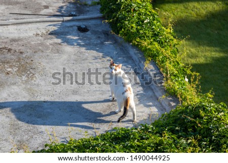 white domestic shorthair cat running on the sidewalk looking at camera and sticking out tongue